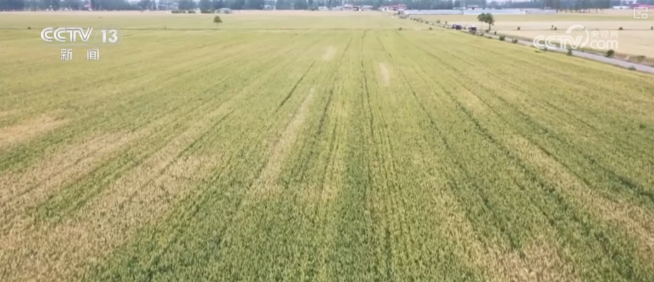 什么是“干热风”“烂场雨”？如何防范？110秒科普解锁↓